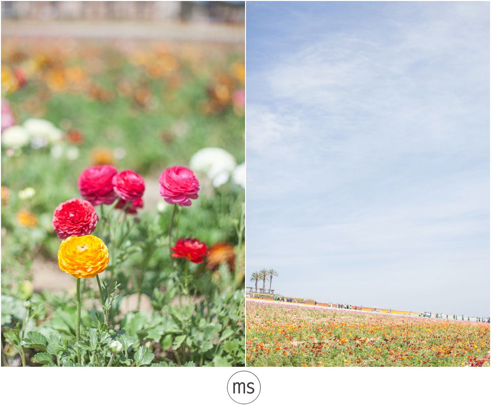 Carlsbad Flower Field by Margarette Sia Photography_0001