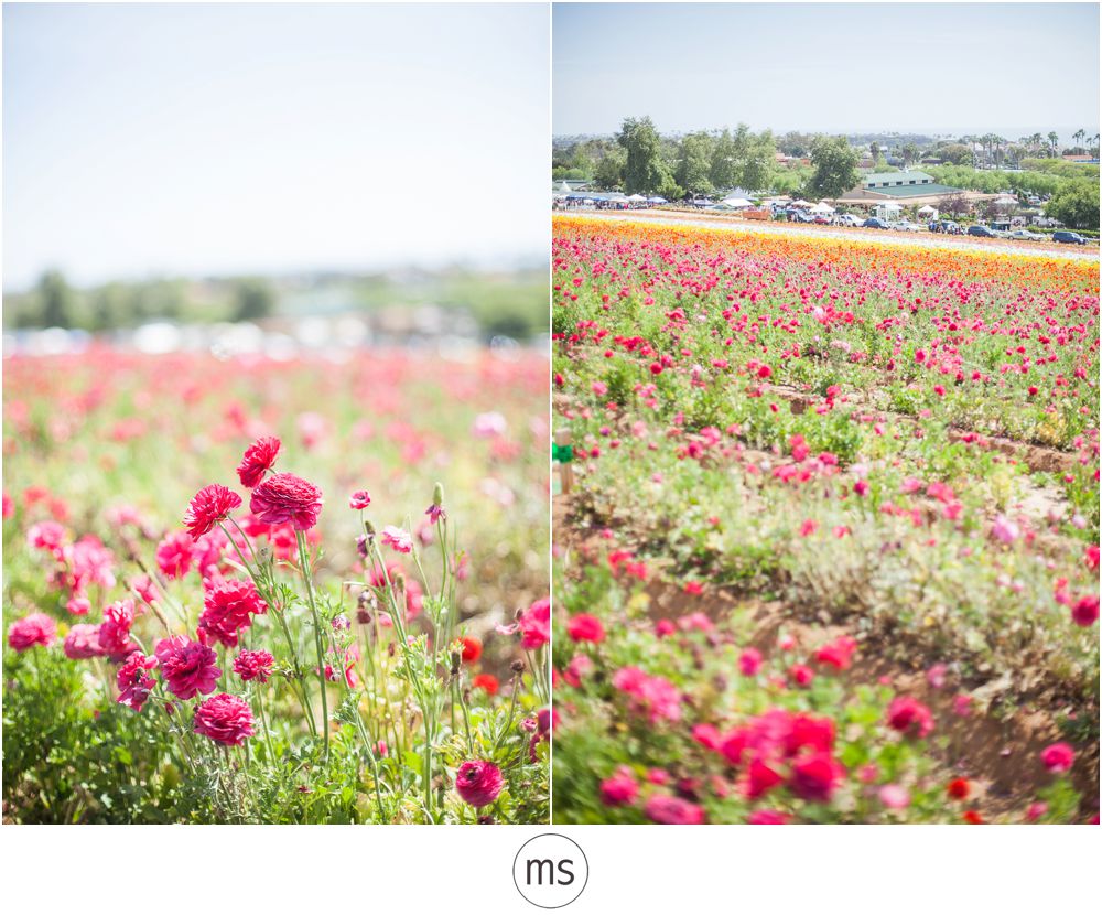 Carlsbad Flower Field by Margarette Sia Photography_0002