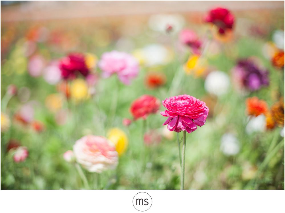 Carlsbad Flower Field by Margarette Sia Photography_0005
