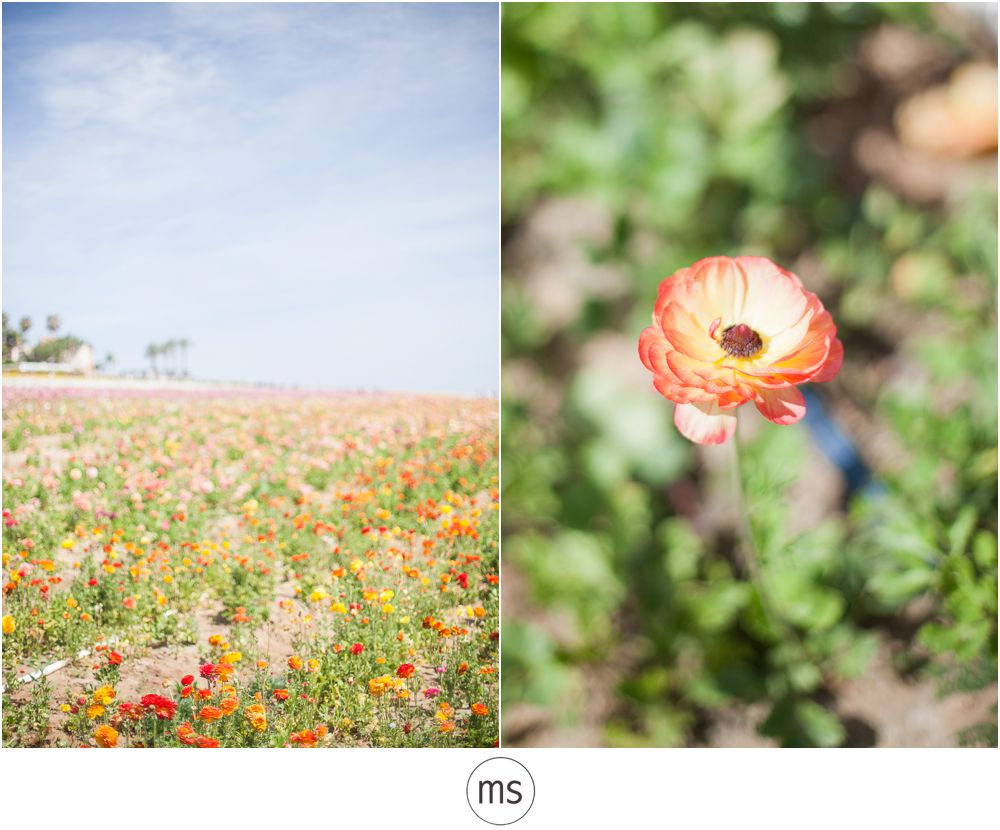 Carlsbad Flower Field by Margarette Sia Photography_0006
