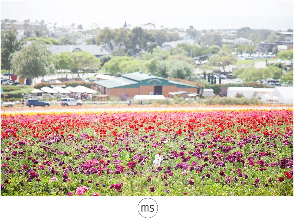Carlsbad Flower Field by Margarette Sia Photography_0014