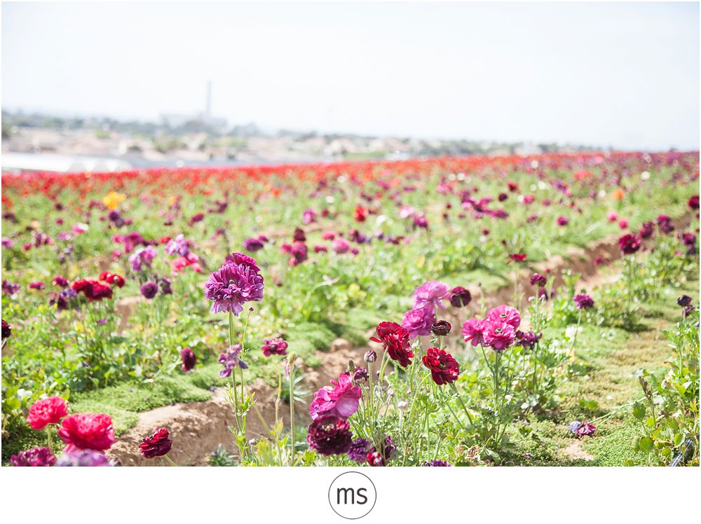 Carlsbad Flower Field by Margarette Sia Photography_0015