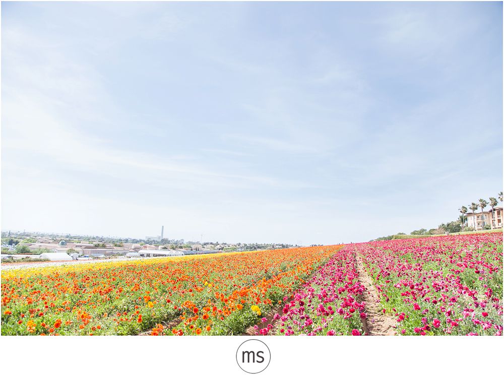Carlsbad Flower Field by Margarette Sia Photography_0016