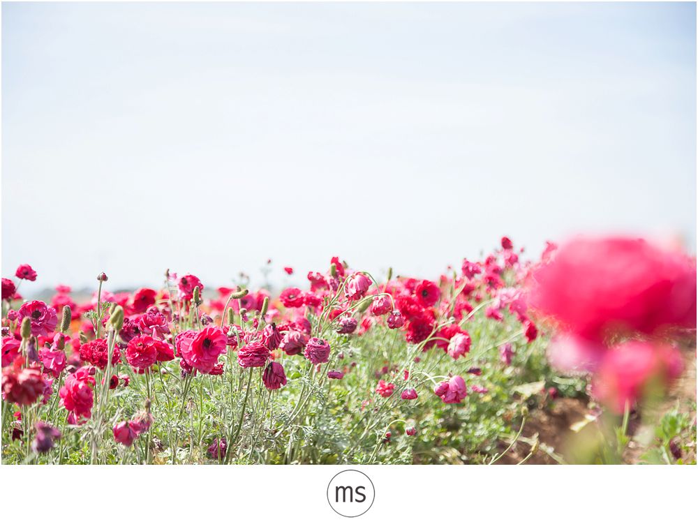 Carlsbad Flower Field by Margarette Sia Photography_0018