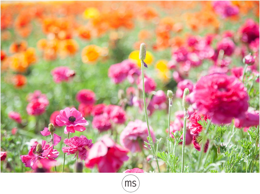 Carlsbad Flower Field by Margarette Sia Photography_0019