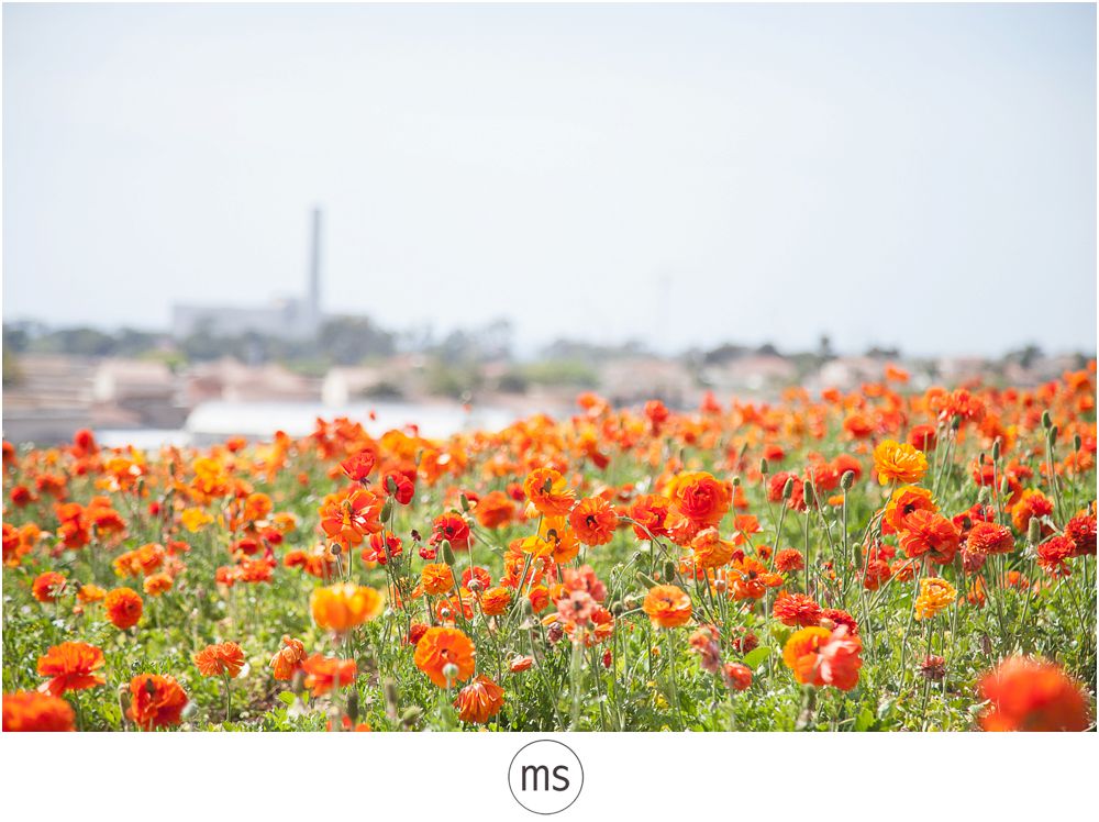 Carlsbad Flower Field by Margarette Sia Photography_0022