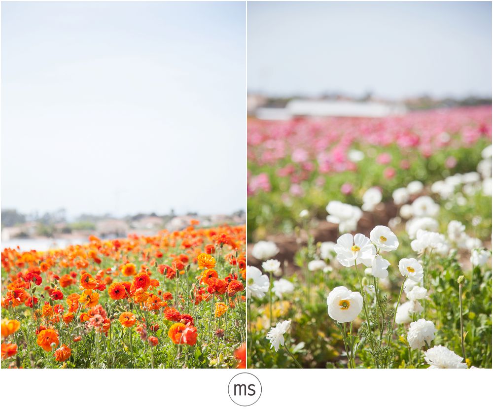Carlsbad Flower Field by Margarette Sia Photography_0023