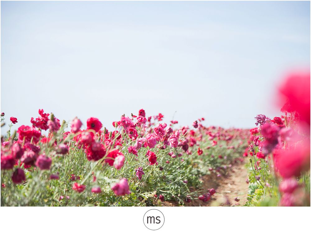 Carlsbad Flower Field by Margarette Sia Photography_0024