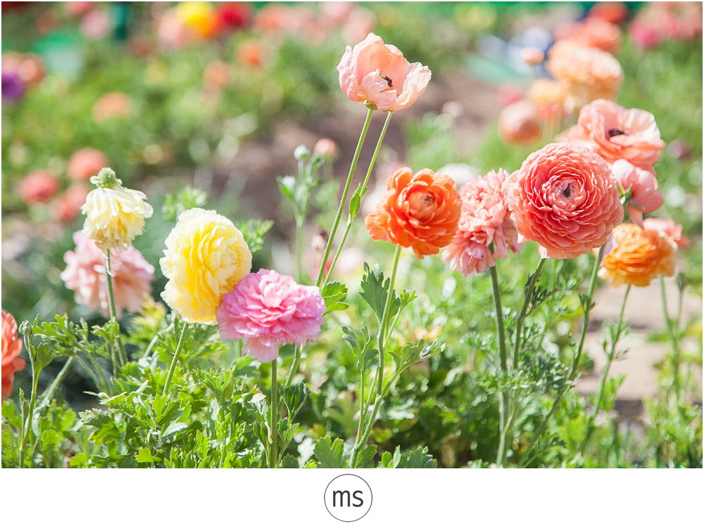 Carlsbad Flower Field by Margarette Sia Photography_0025