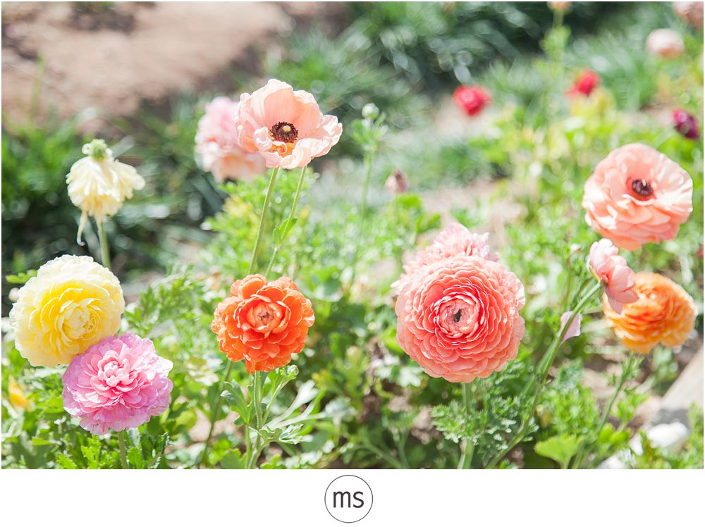Carlsbad Flower Field by Margarette Sia Photography_0028