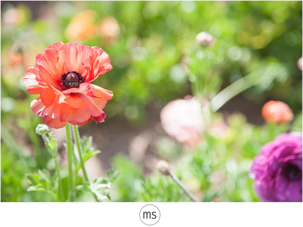 Carlsbad Flower Field by Margarette Sia Photography_0029