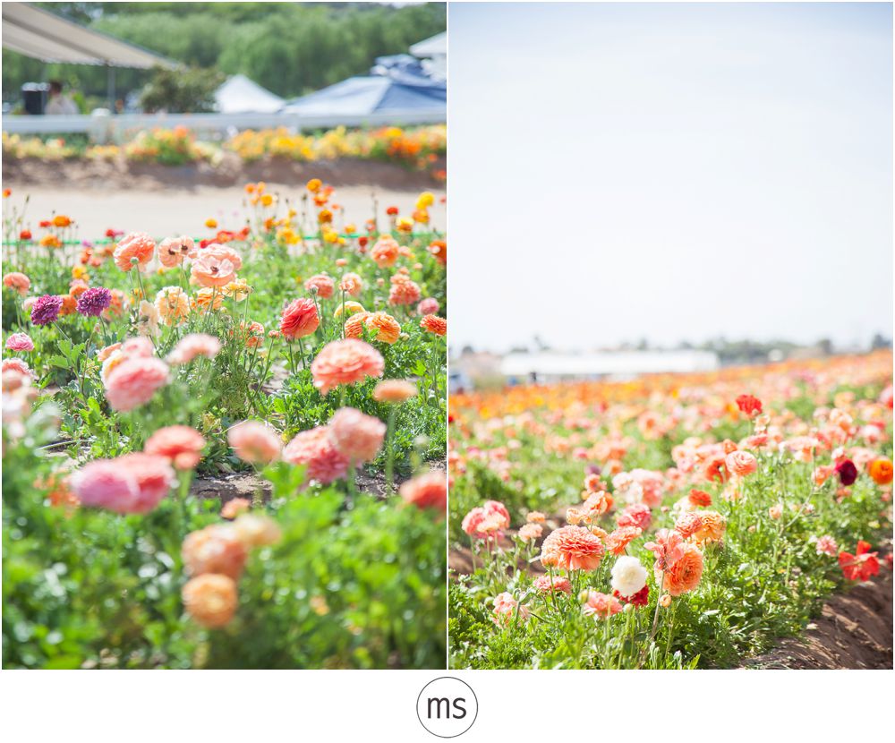 Carlsbad Flower Field by Margarette Sia Photography_0031