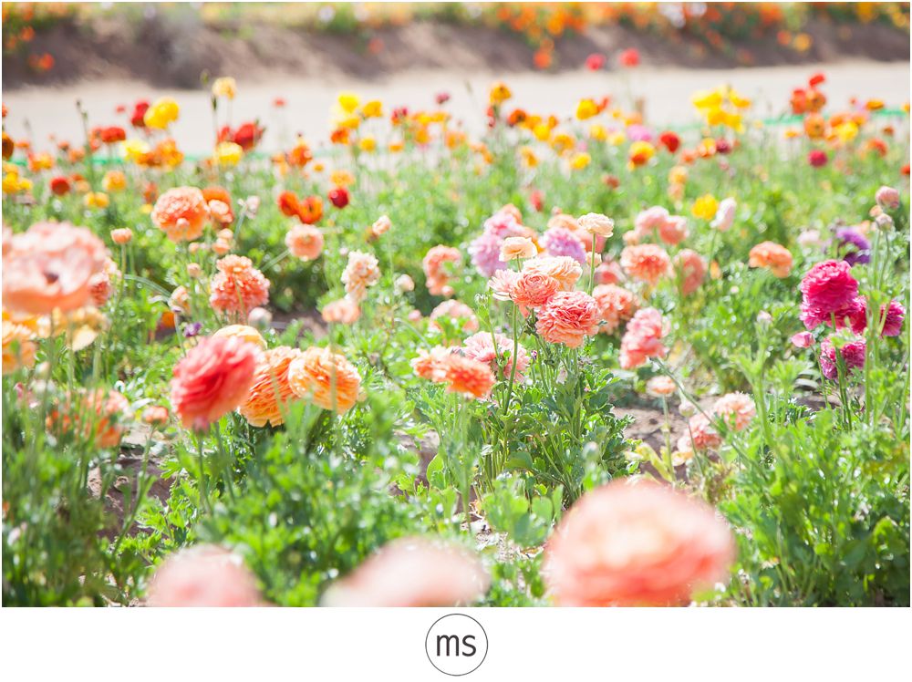 Carlsbad Flower Field by Margarette Sia Photography_0032