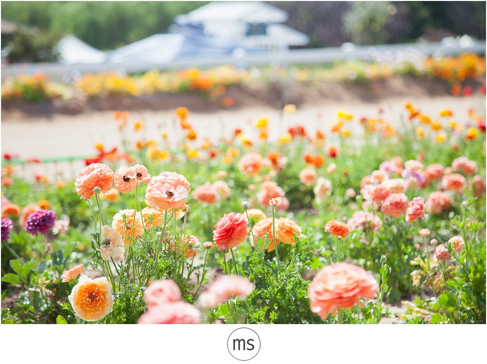 Carlsbad Flower Field by Margarette Sia Photography_0033