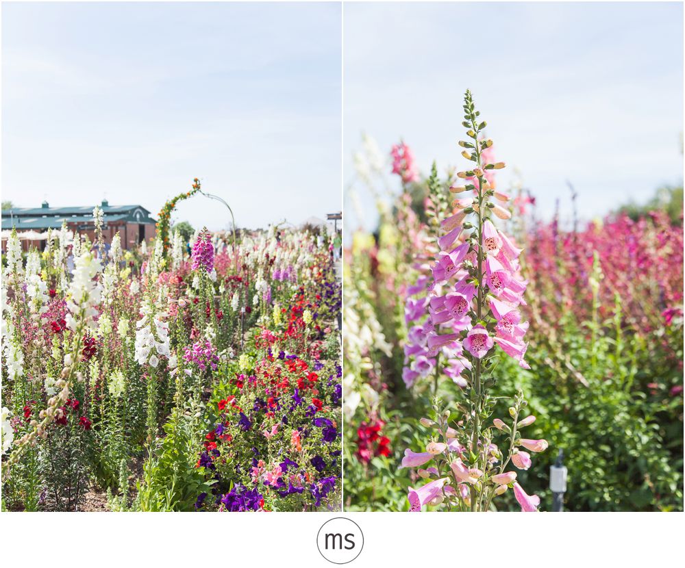 Carlsbad Flower Field by Margarette Sia Photography_0035