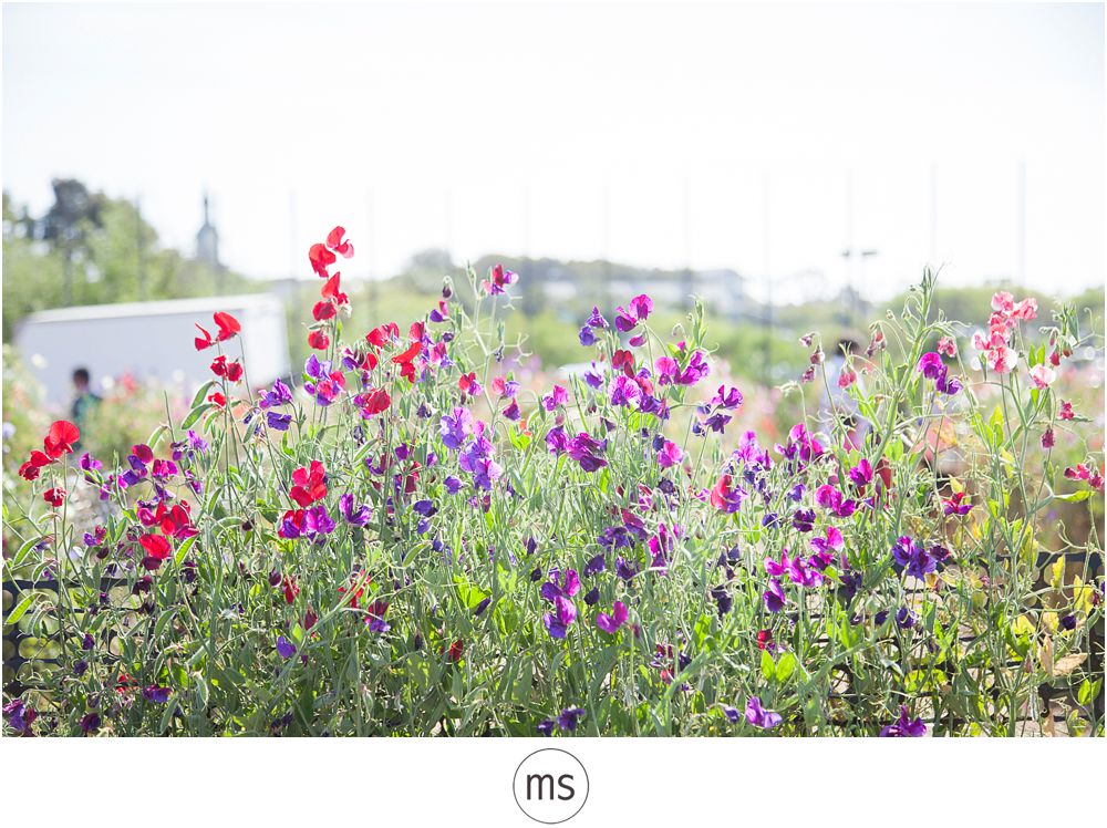 Carlsbad Flower Field by Margarette Sia Photography_0036