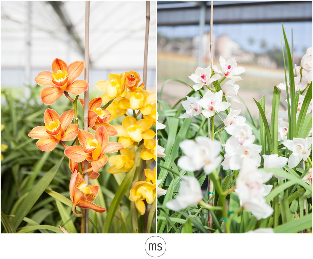 Carlsbad Flower Field by Margarette Sia Photography_0037