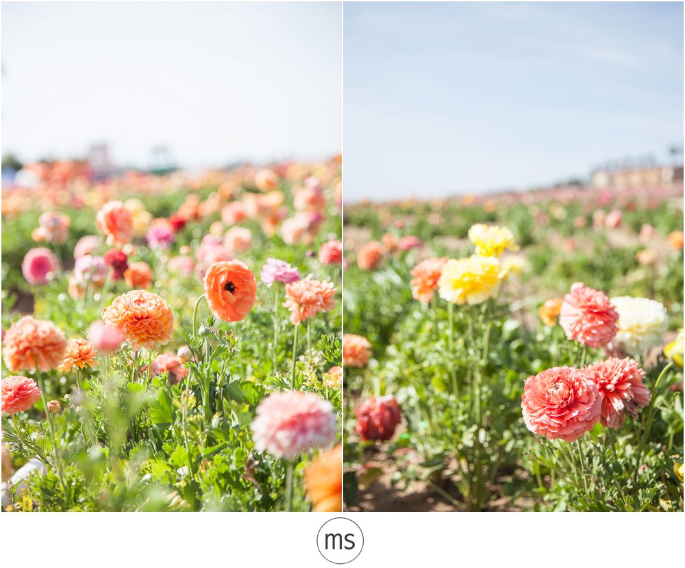 Carlsbad Flower Field by Margarette Sia Photography_0039