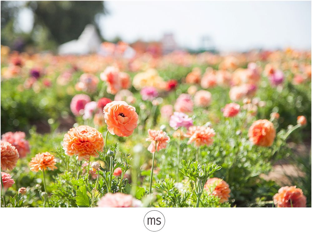 Carlsbad Flower Field by Margarette Sia Photography_0040