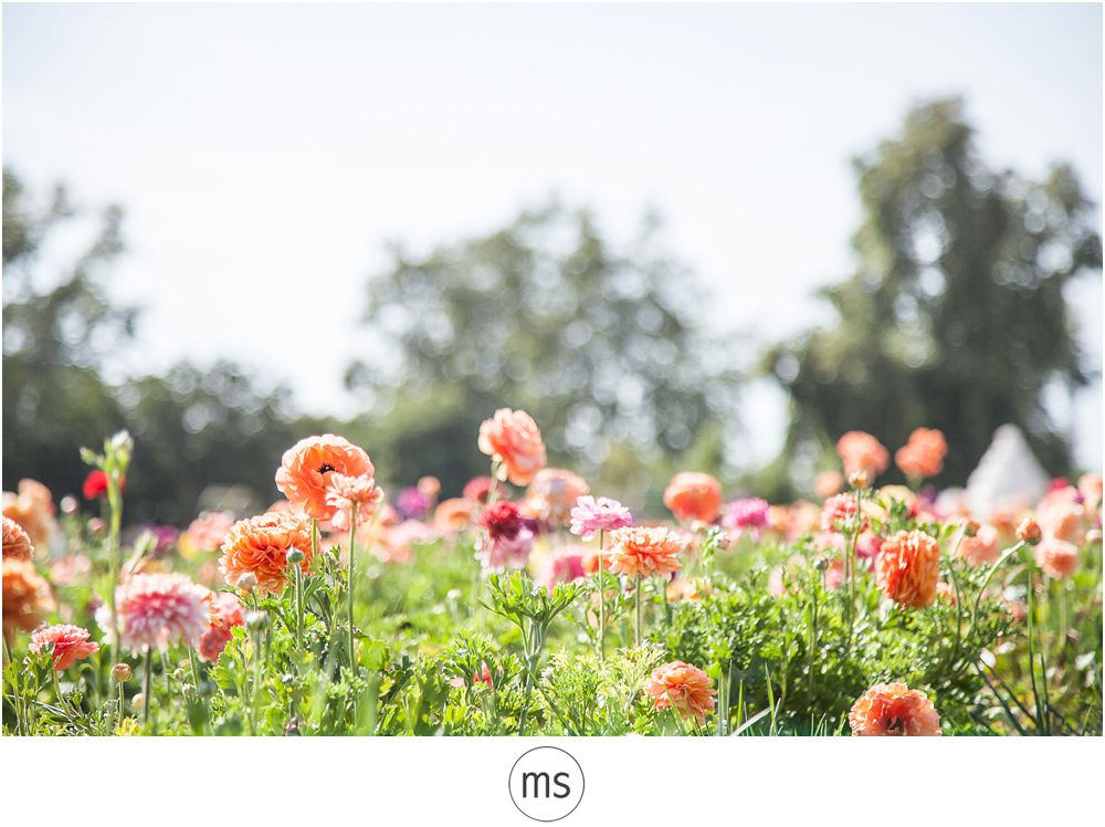 Carlsbad Flower Field by Margarette Sia Photography_0041