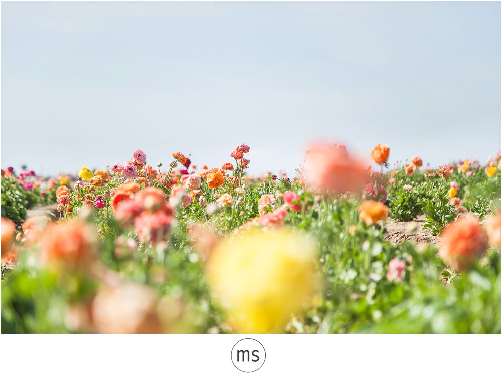 Carlsbad Flower Field by Margarette Sia Photography_0042