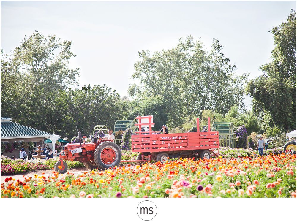 Carlsbad Flower Field by Margarette Sia Photography_0043