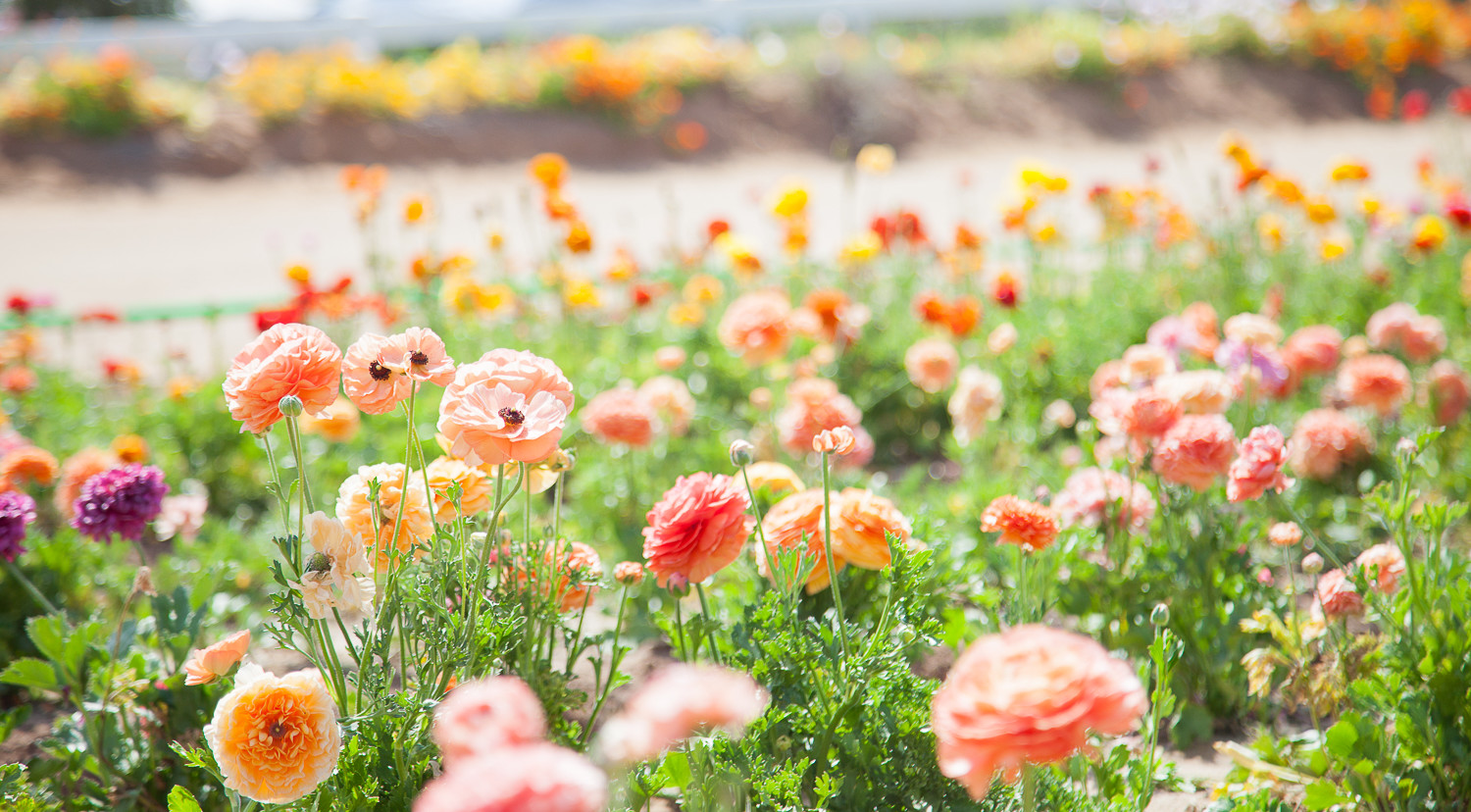 Aventure to The Flower Fields | Carlsbad, CA